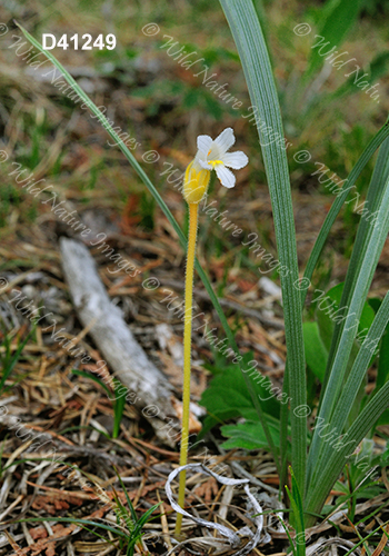 One-Flowered Broomrape (Orobanche uniflora)
